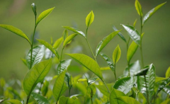 如何檢測(cè)茶葉中的農(nóng)藥殘留？