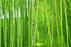 植物株高要如何測量？